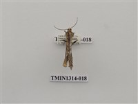 藏品(尺蠖蛾科)的圖片